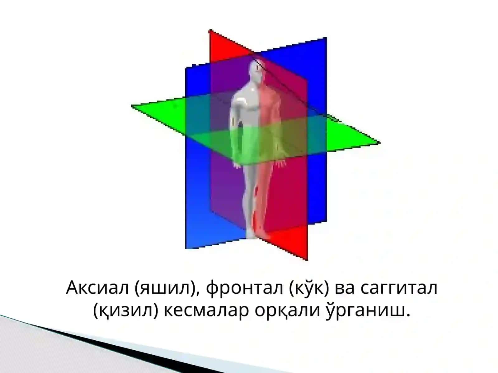 Одам анатомияси ва антропология асослари 4