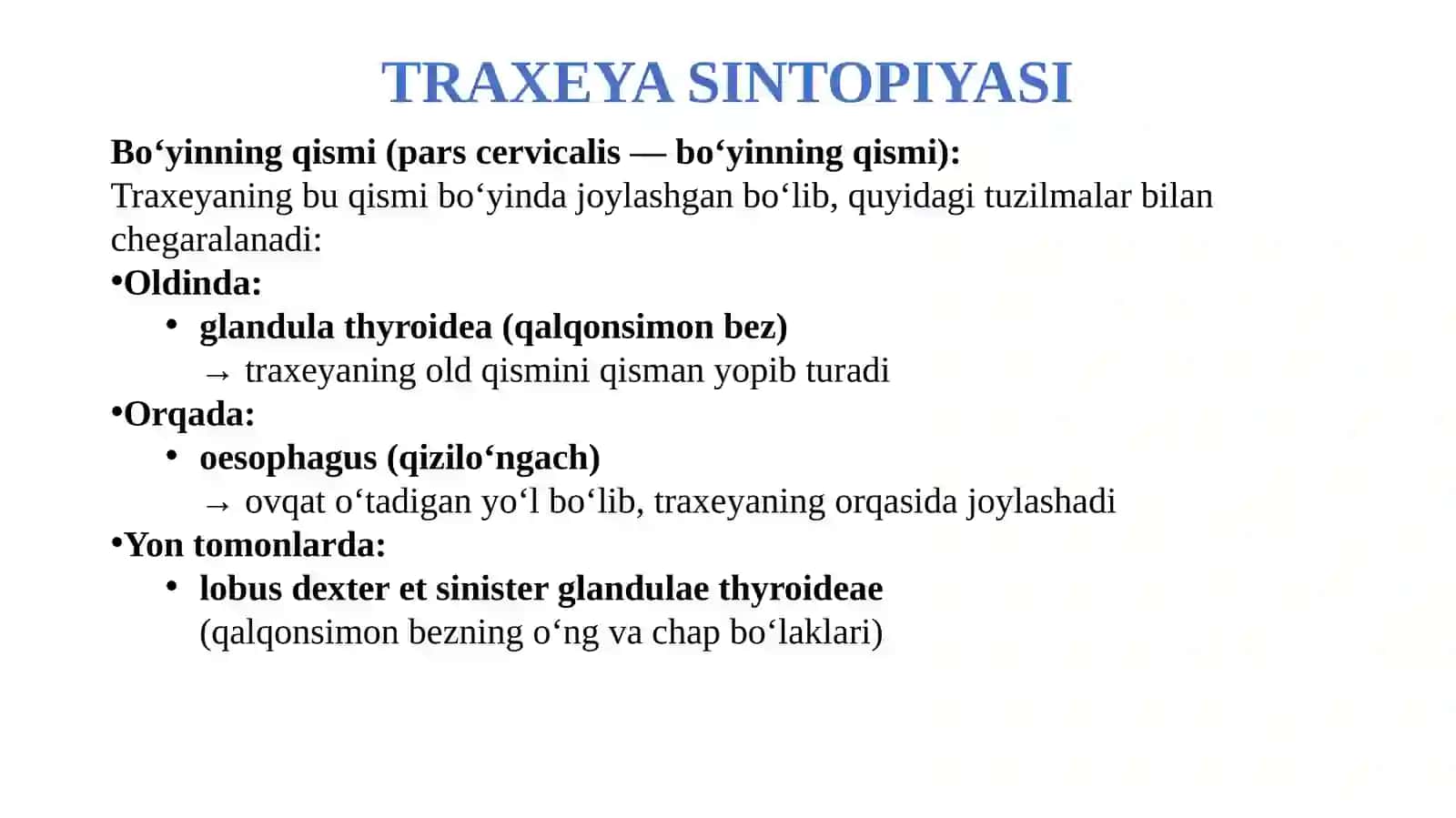 Traxeya va bronxlar. Bronx daraxti va alveolalar tuzilishi 4