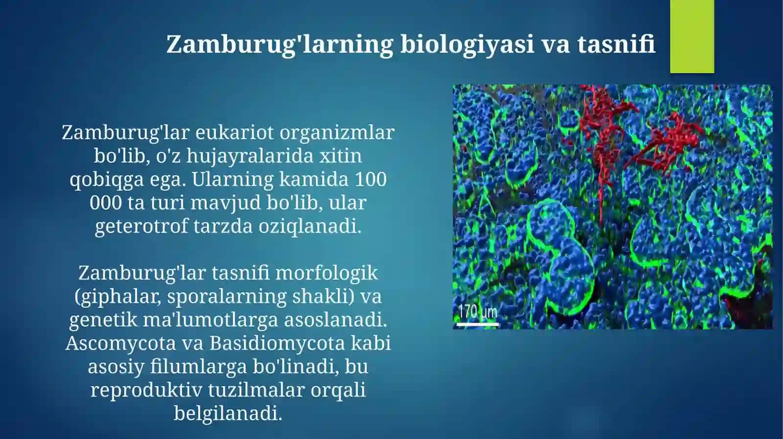 Zamburug’lar keltirib chiqaruvchi kasaliklar qo’zg’atuvchilari, patogenezi, labaratoriya tashxisi 4
