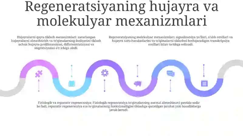 ToʻQimalarning Fiziologik Va Reperativ Regeneratsiyasi 4