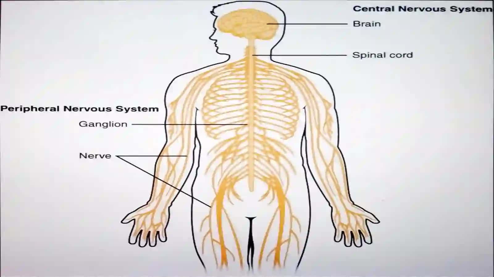 Nervous system 4