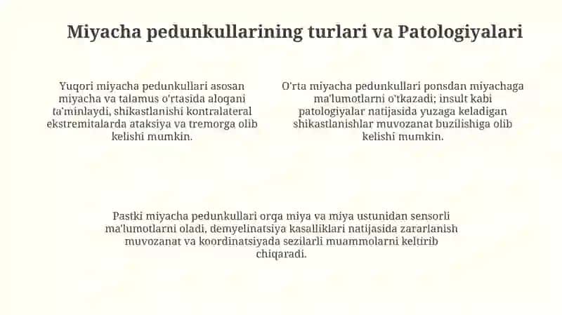Miyacha pedunkullari: Anatomiya va Fiziologiya 4