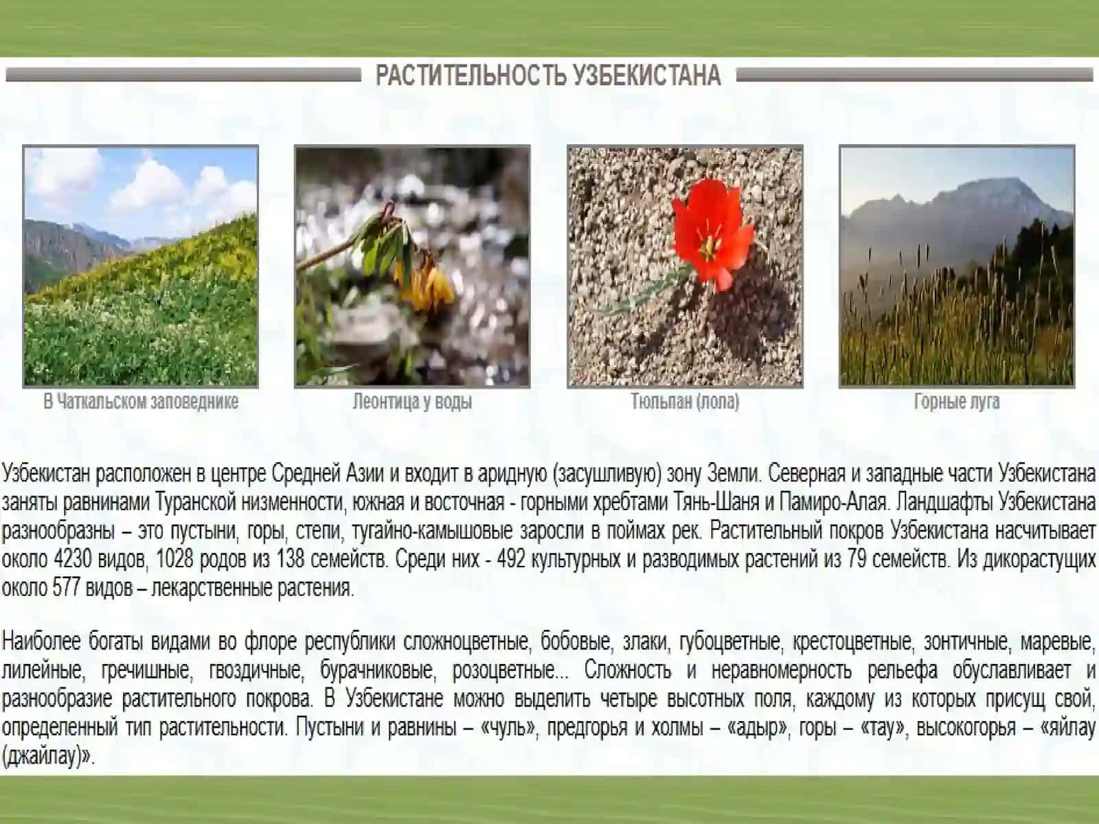 Растительный покров Узбекистана 4
