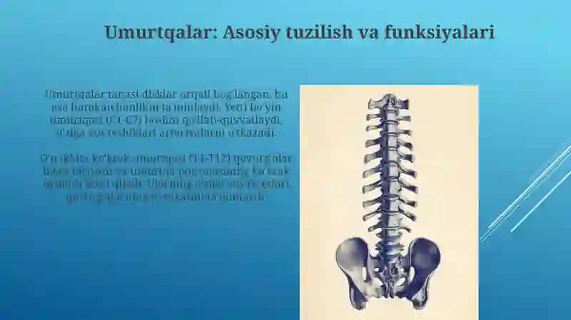 Ko'krak suyaklari va umurtqalari 4