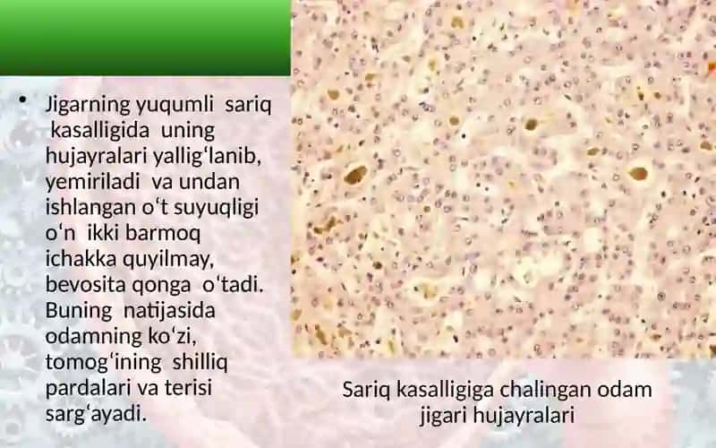 Ovqat hazm qilishning boshqarilishi 4