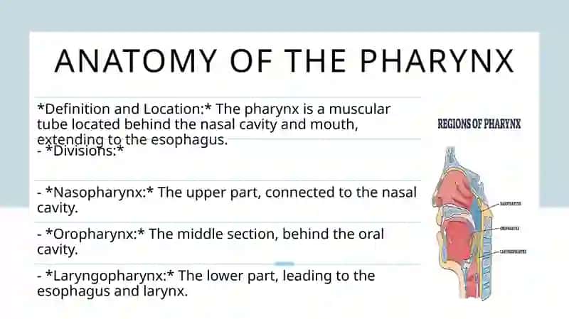 Digestive system. Pharynx and esophagus, development, wall structureandfunction 4