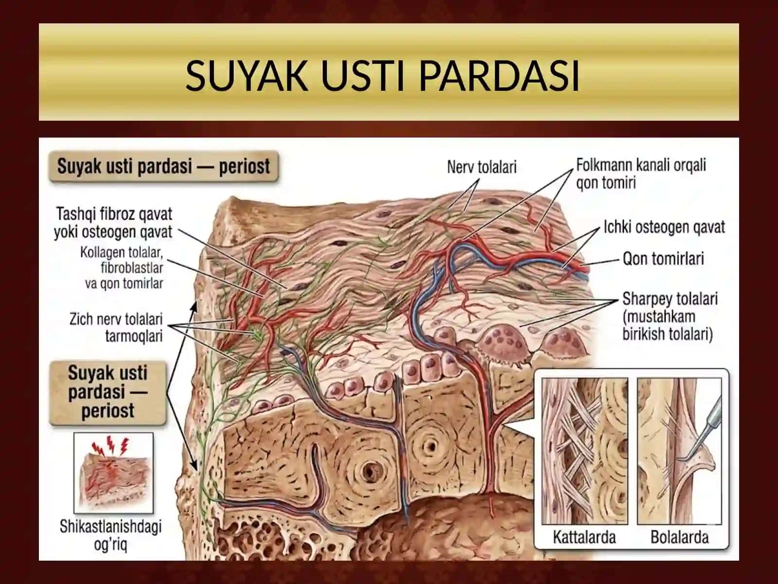 BOLALARDA SUYAK USTI PARDASINI XUSUSIYATLARI PREZENTATSIYA 4