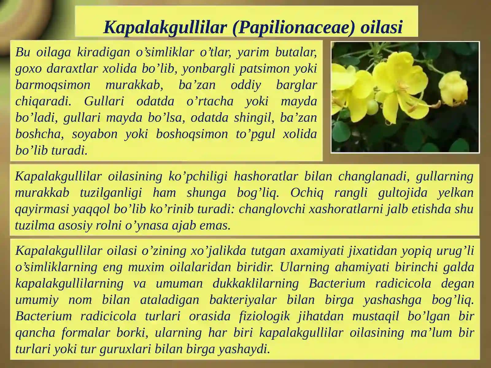 Dukkakdoshlar, Soyabonguldoshlar, Valerianadoshlar 4