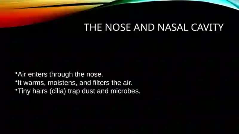Respiratory System Presentation 4