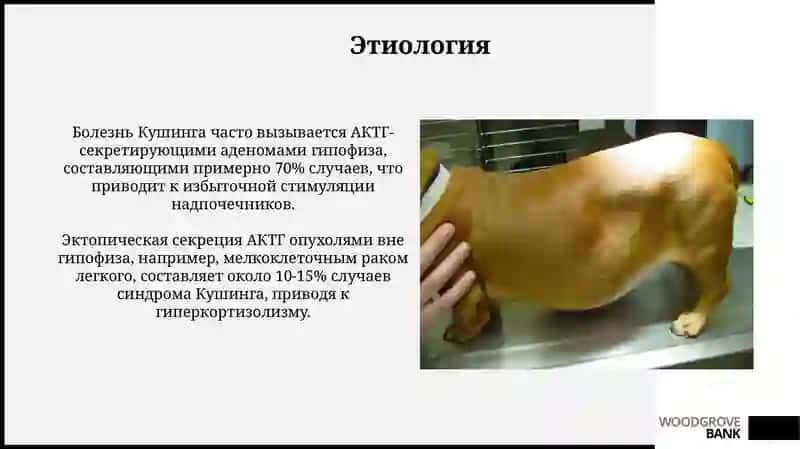 Болезнь Иценго Кушинга 4