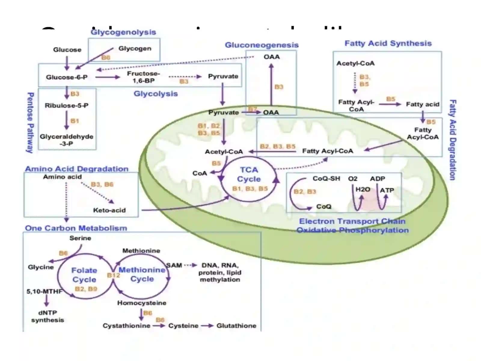 Vitaminlar almashinuvi buzilishlari uchun xos boʻlgan metabolik oʻzgarishlar 4