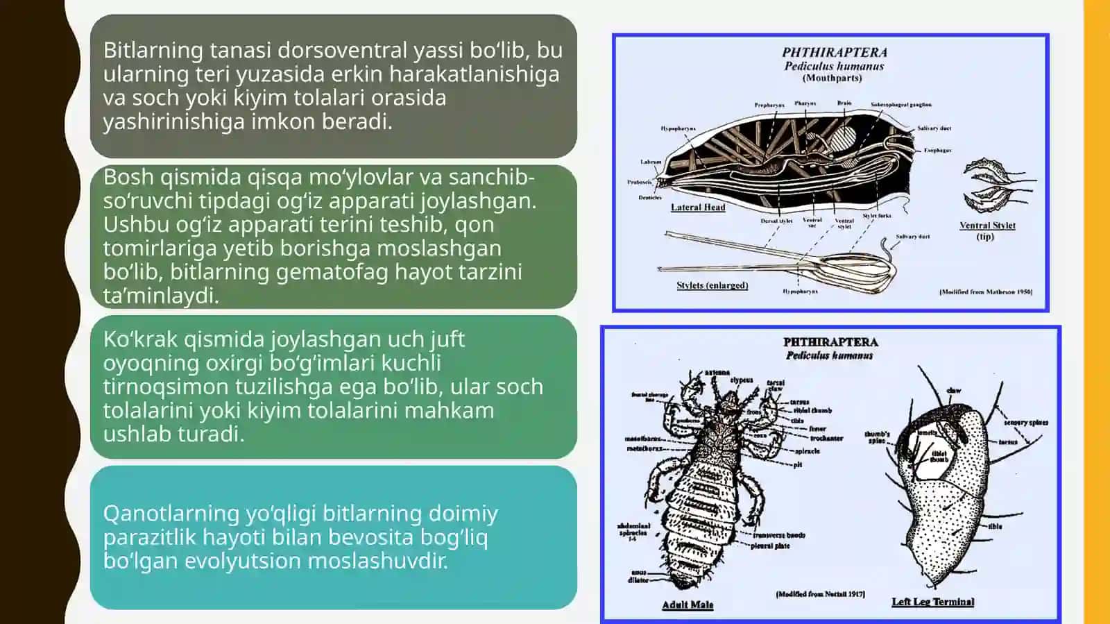 Bitlar (Pediculus spp.) 4