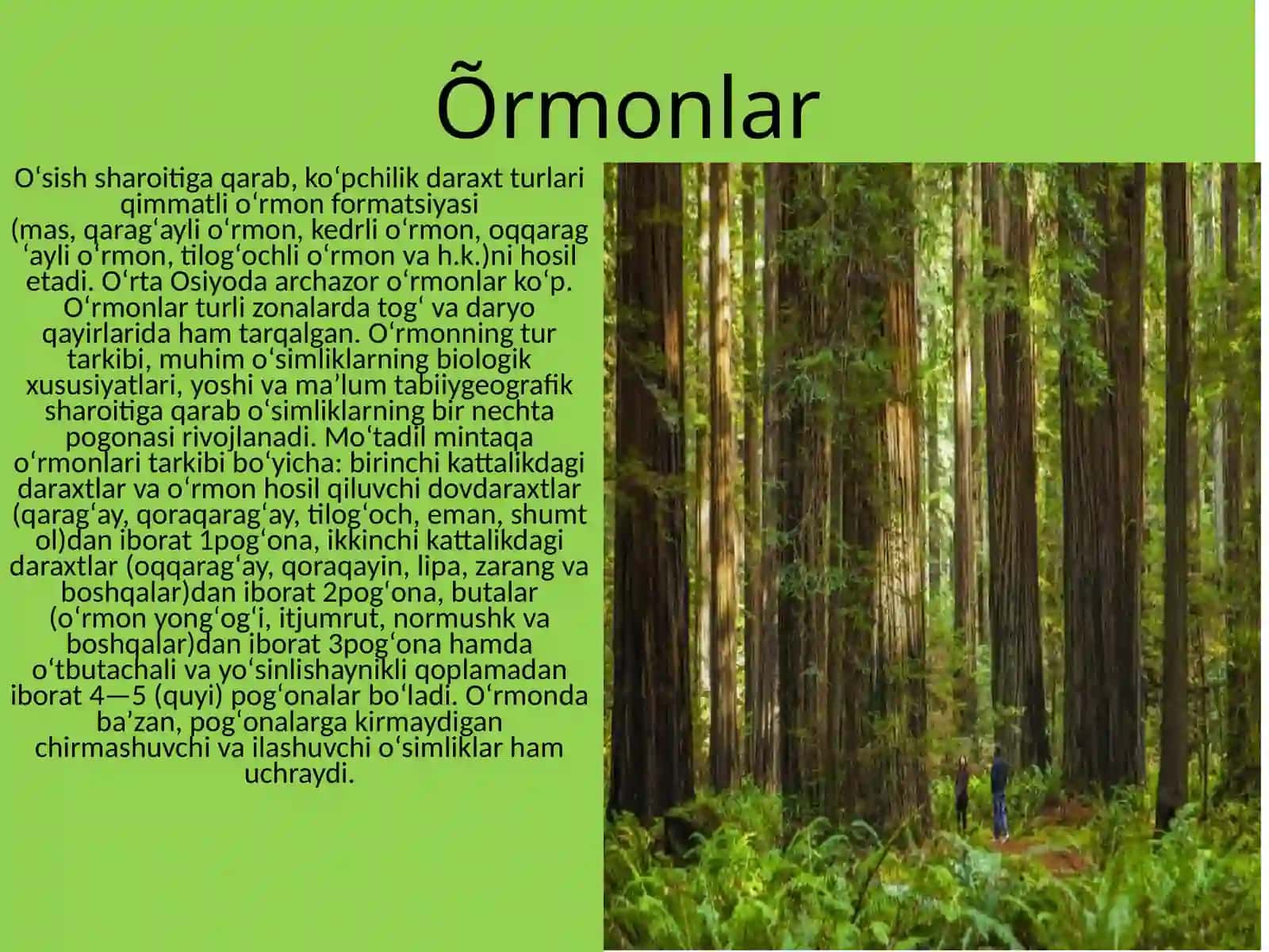 O'rmon 4