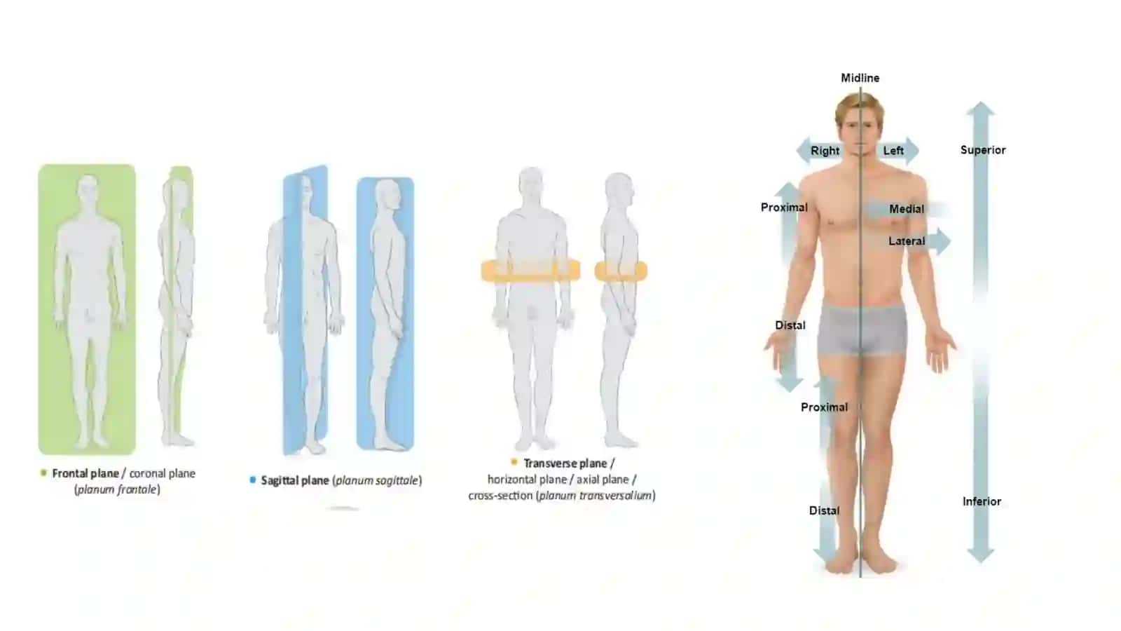 Anatomiya 4