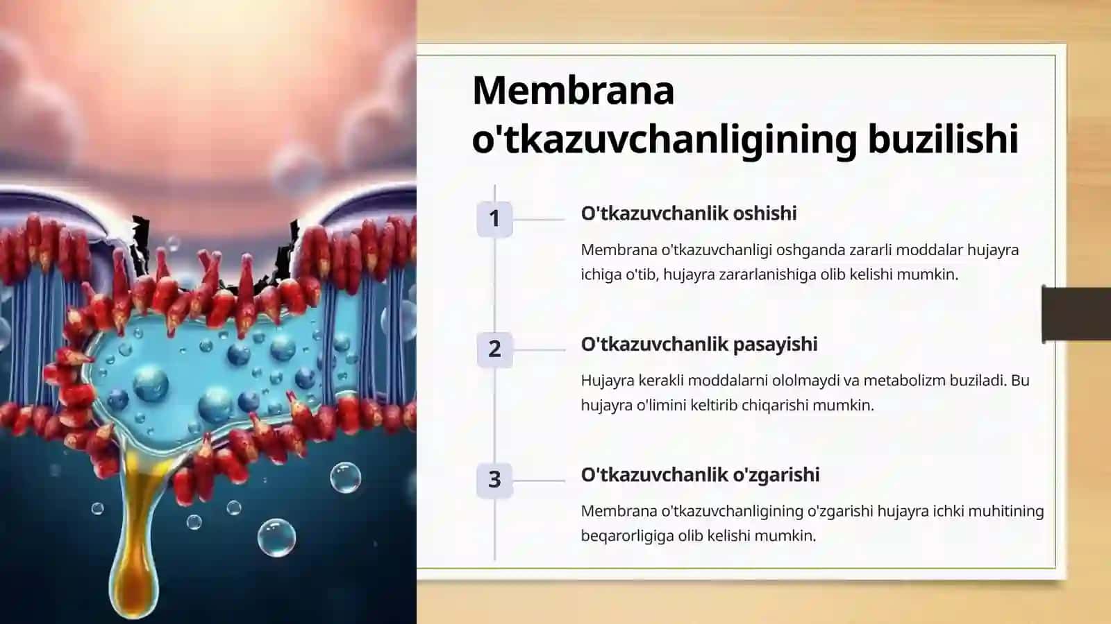 Hujayra Membranasi 4