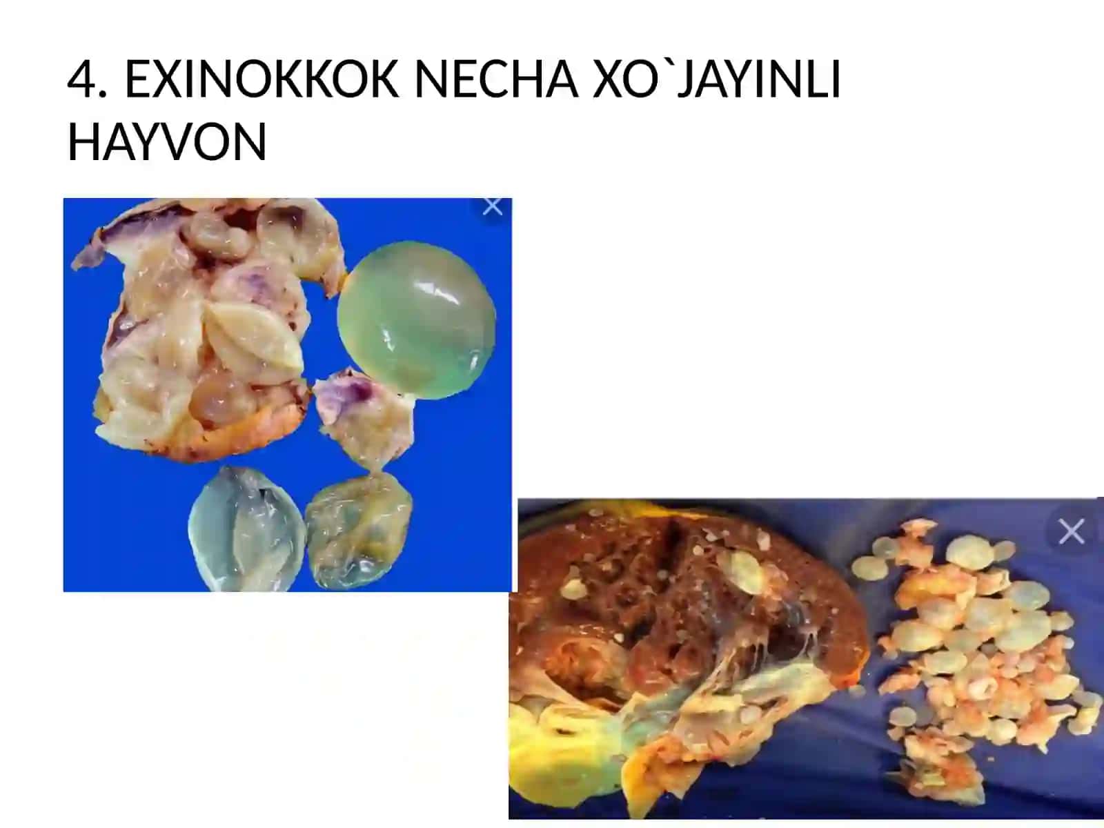 PARAZIT CHUVALCHANGLARNI XILMA-XILLIGINI TAKRORLASH 4