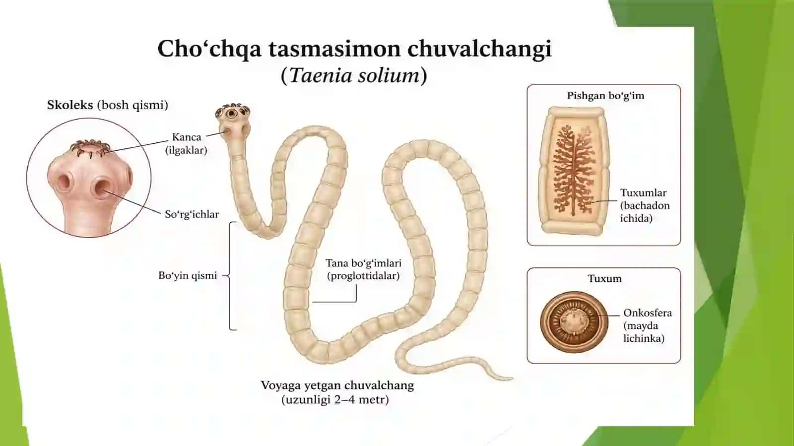 CHOʻCHQA TASMASIMON CHUVALCHANGI 4