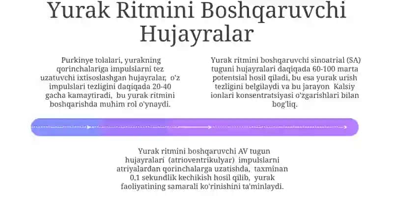 Yurak avtomatiyasi 4