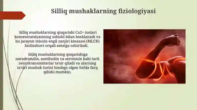 Mushak kuchi va ishi.Silliq mushaklar fiziologiyasi 4