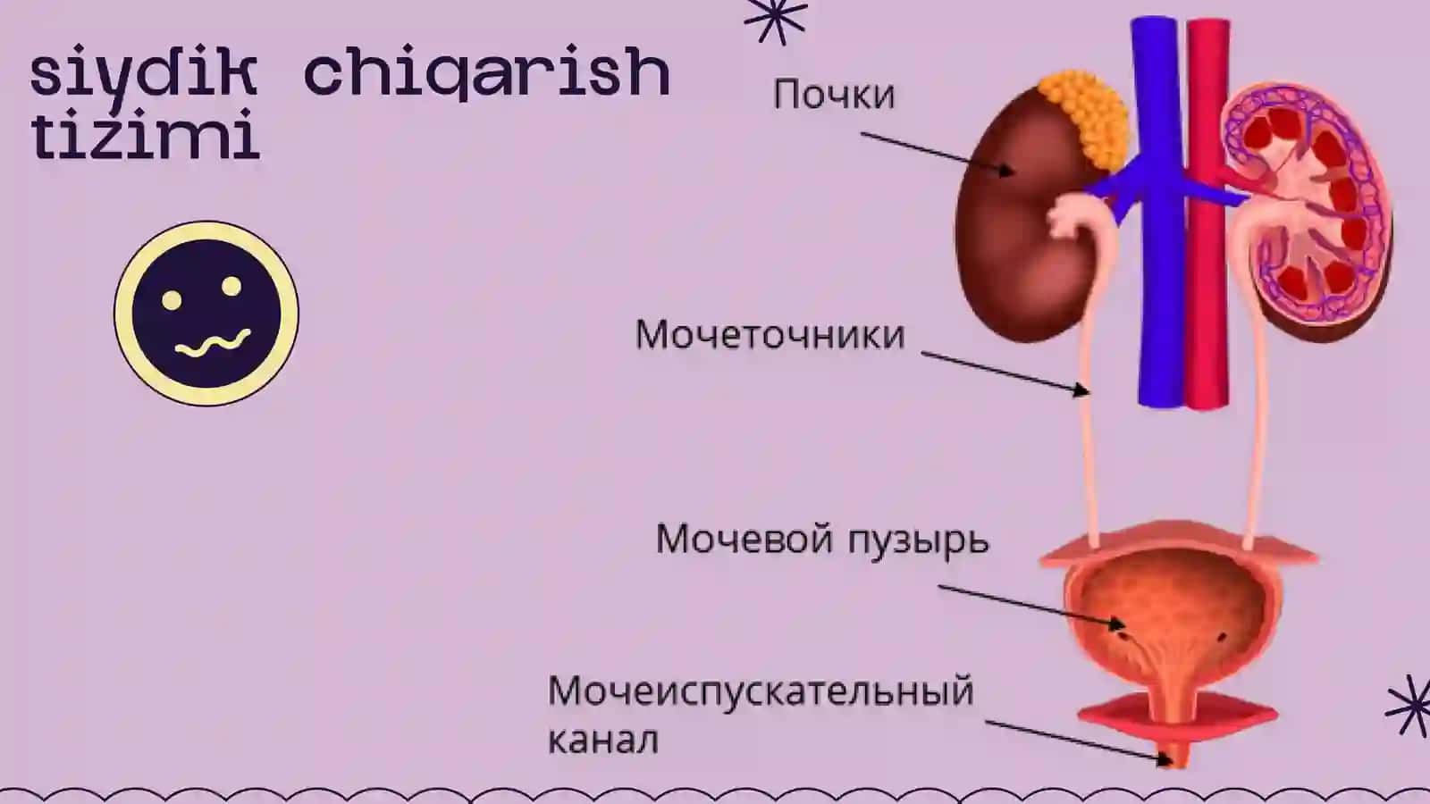Siydik ajratish a'zolari va kasalliklari 4