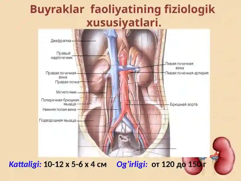 Ayirishorganlarining tuzilishi va yoshga oid xususiyatlari 4