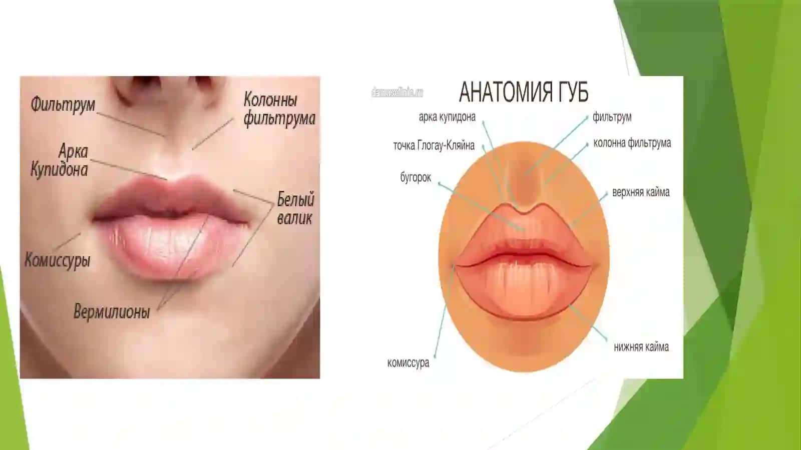 Yuqori Lab va Tanglay Tug'Ma Kemtiklari Etiologiyasi, Tasnifi, Klinikasi va Jarrohlik Usullari 4