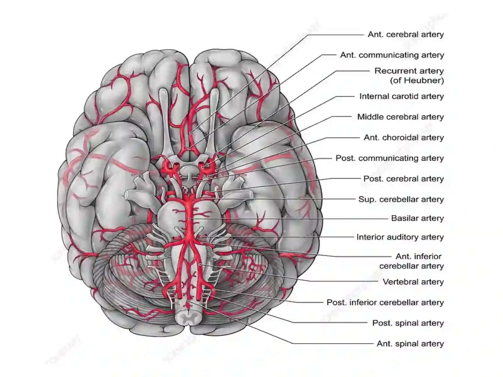 klinik anatomiya xirurgik ishlov 4