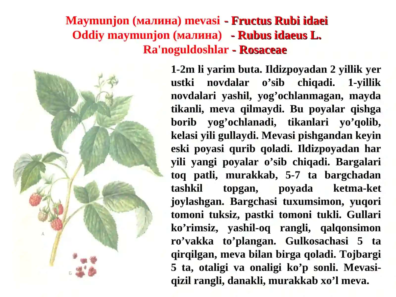 Dorivoro o’simlik va mahsulotlar 4