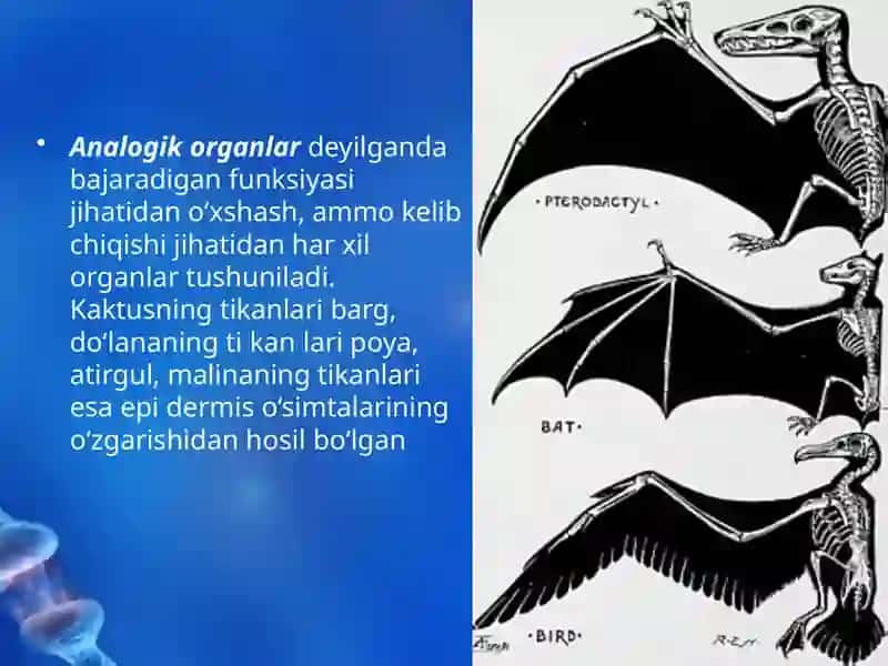 Evolutsiyani Isbotlashda Solishtirmaanatomiya 4