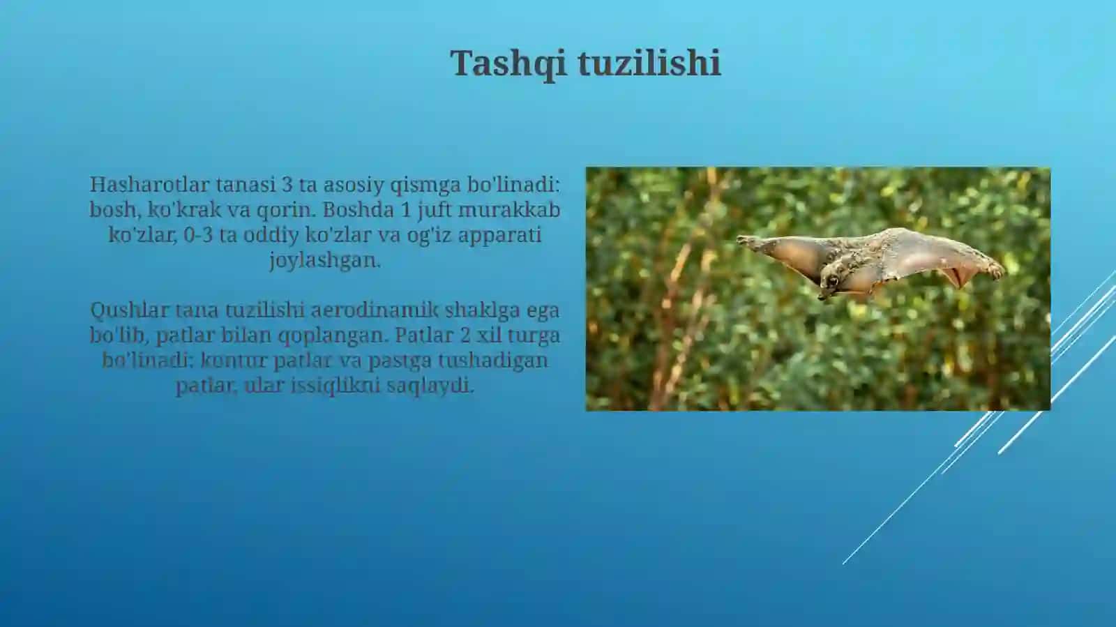 Hashoratlarsinfi.Qushlar 4