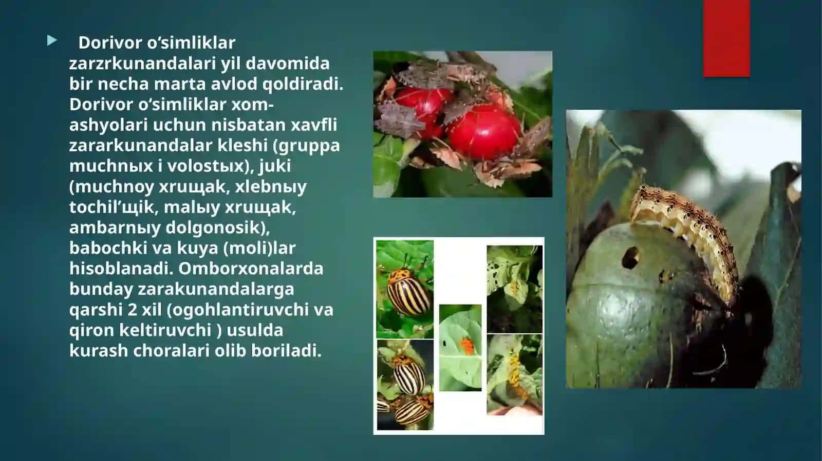 DORIVORXOM-ASHYO ZARARKUNANDALARI VA ULARGA QARSHI KURASH CHORA-TADBIRLARI 4