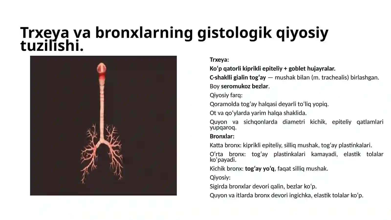 Nafas olish tizimi anatomiya va histologiyasi 4