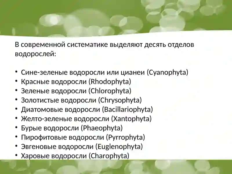 Пирофитовые водоросли 4