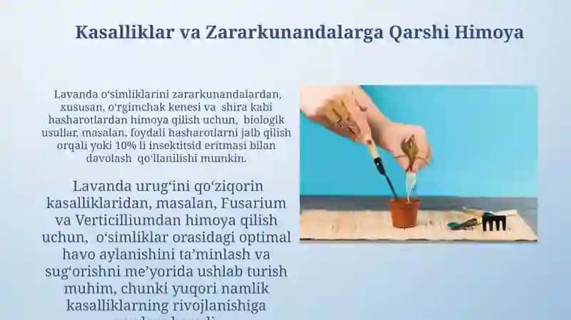 Lavanda urug'i yetishtirish biologiyasi 4