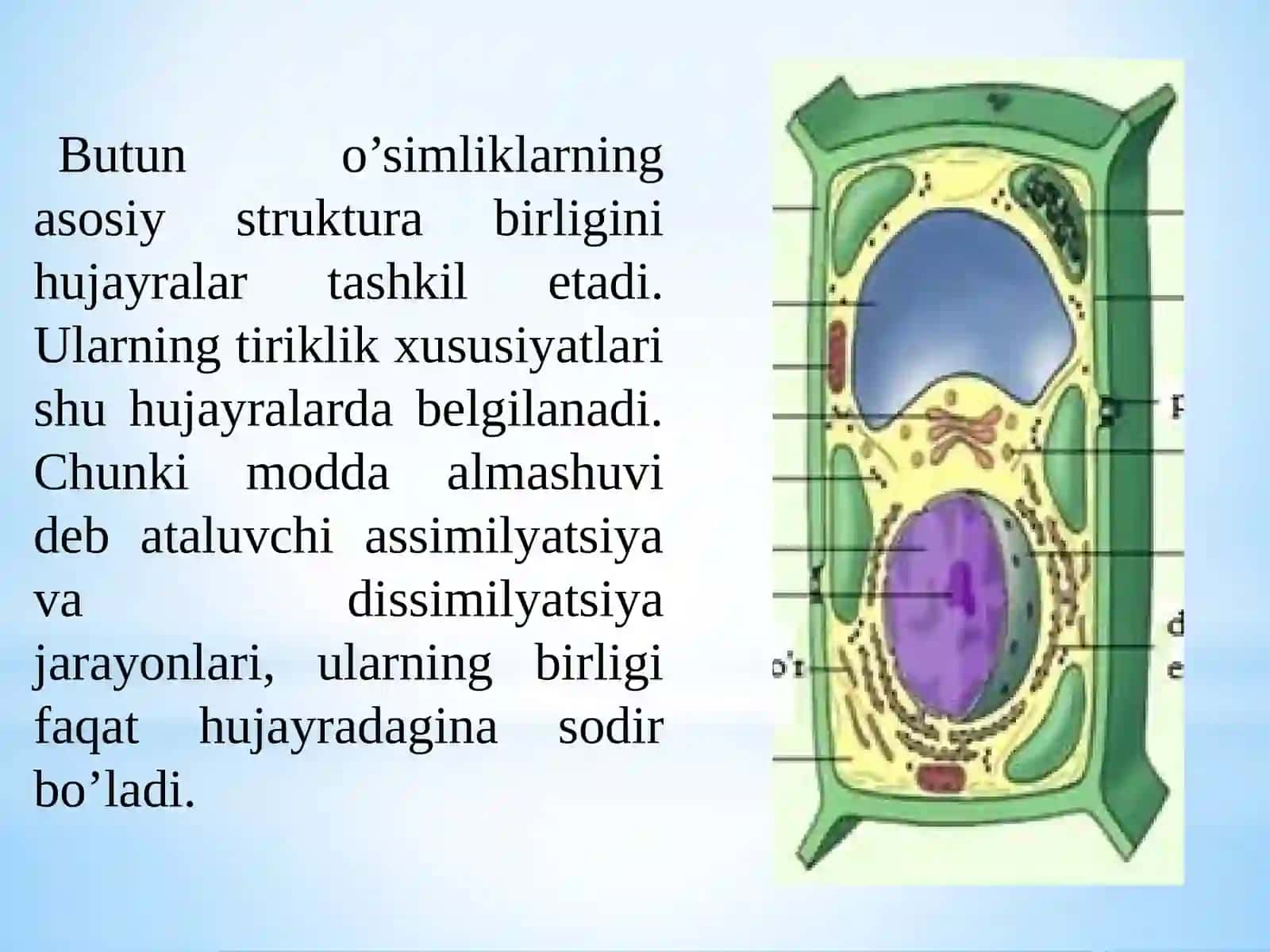 O’simliklar  fiziologiyasi 4