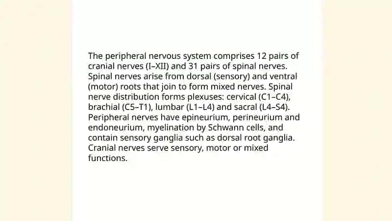 Nervous system 4
