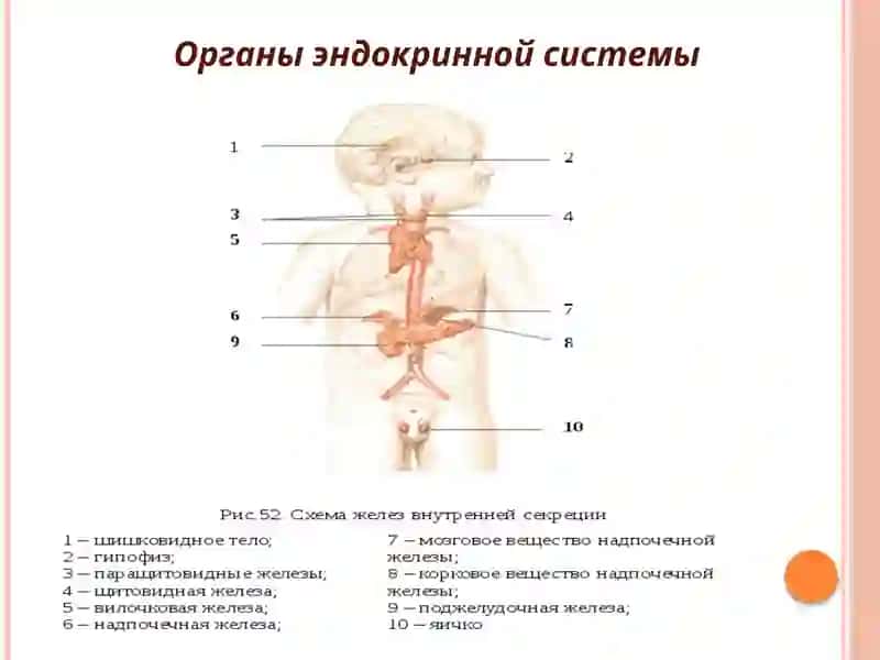 АФО органов эндокринной системы и семиотика их поражения 4
