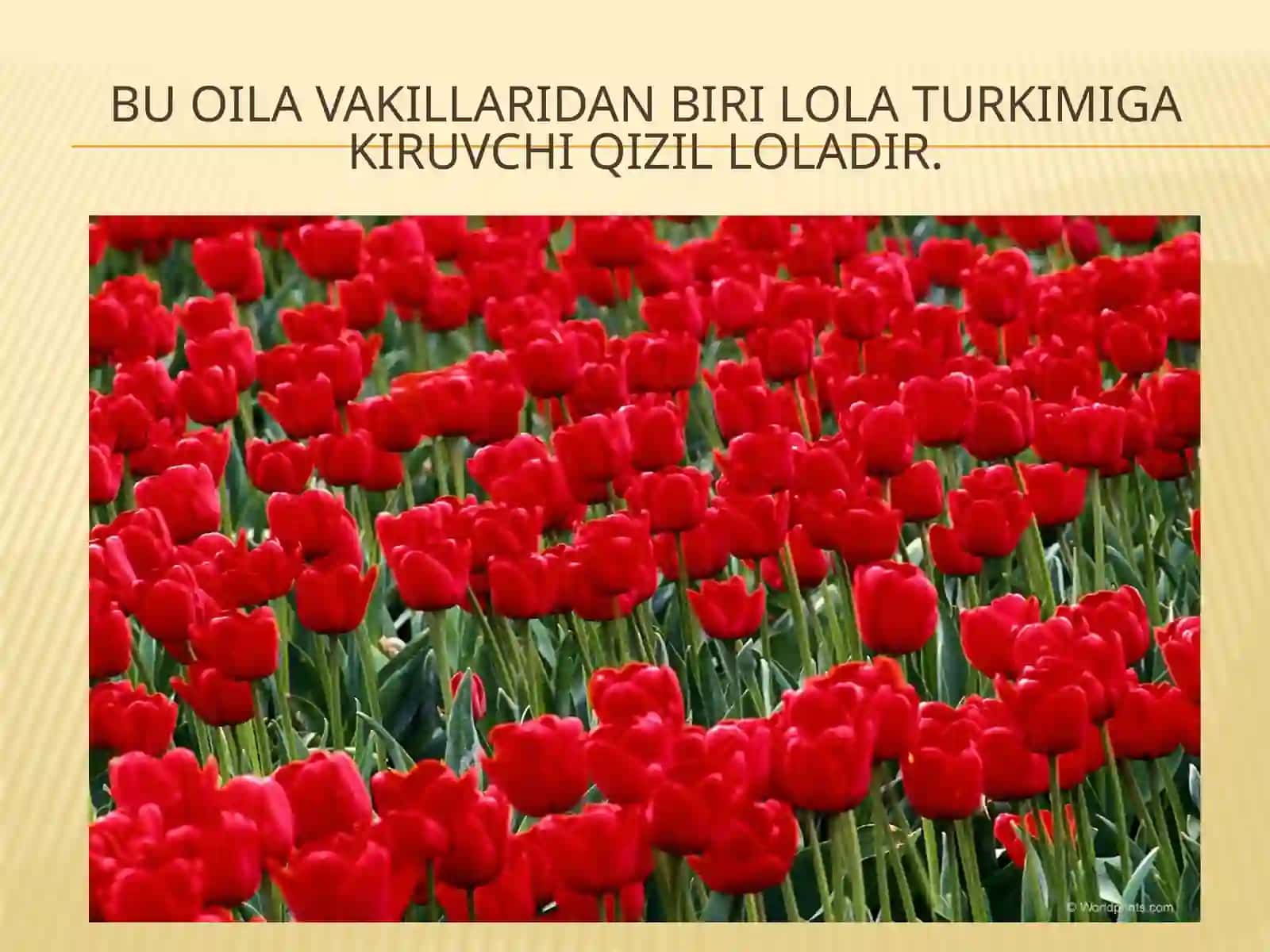 Raximova Gulandomning o’simliklar anatomiyasi va morfologiyasi fanidan tayyorlagan taqdimot ishi 4