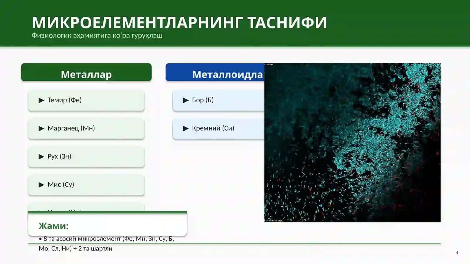 МИКРОEЛEМEНТЛАР ВА УЛАРНИНГ ФИЗИОЛОГИК АҲАМИЯТИ 4