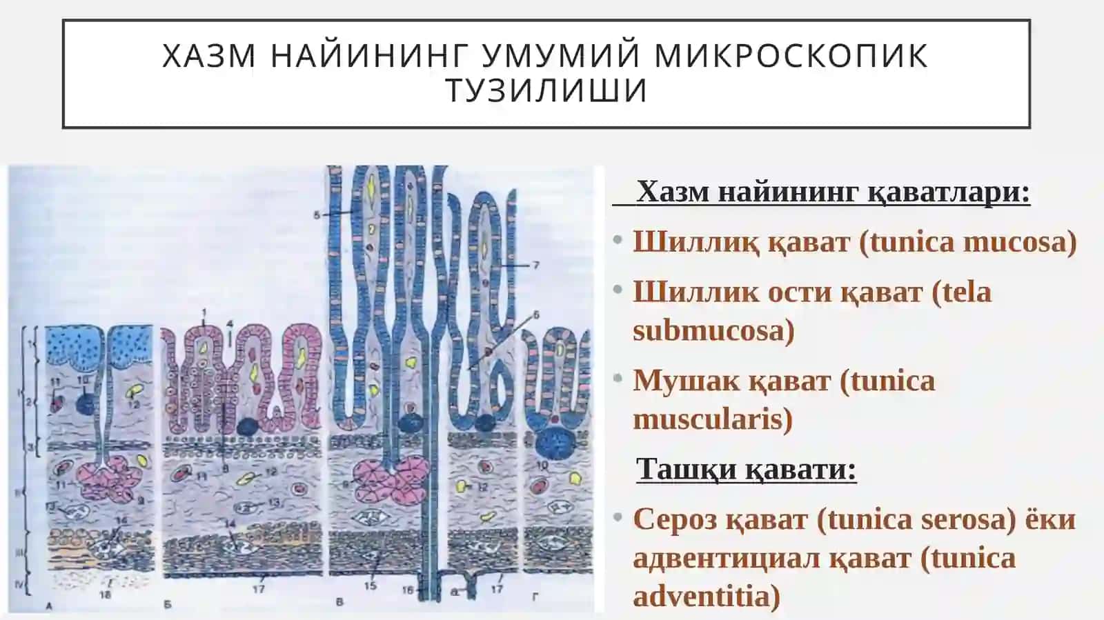 Хазмтизими 4