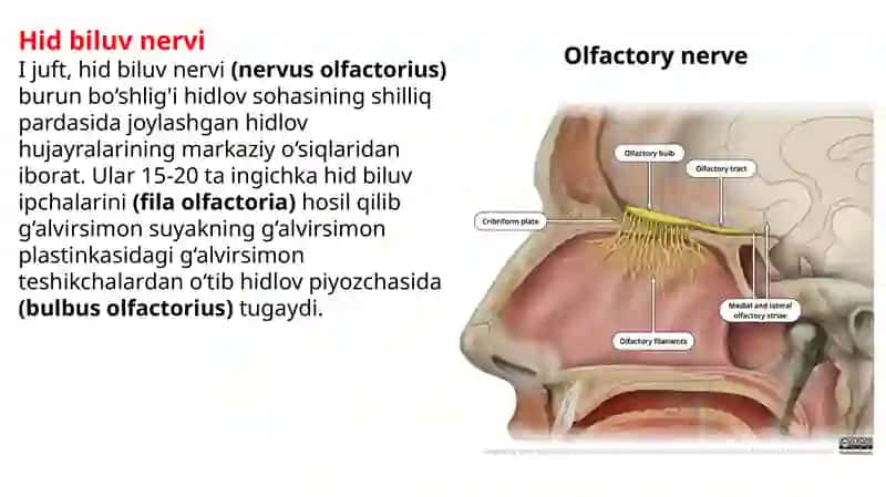 Bosh miya nervlarining hosil bo‘lishi. I, III, IV, VI, XI, XII juft bosh miya nervlari. 4
