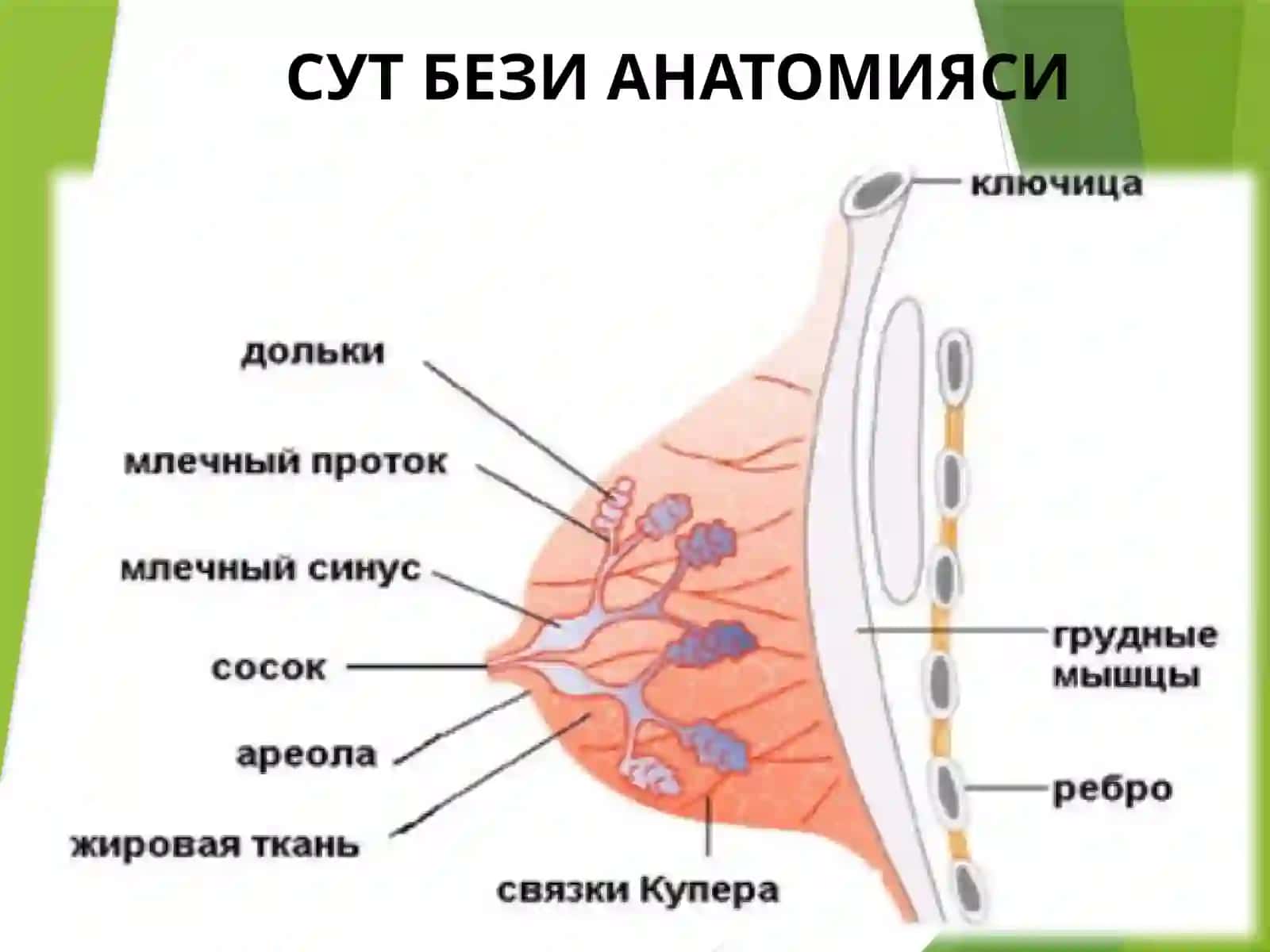 Сутбезираки: Этиопатогенез, Диагностика ва Даволаш Усуллари 4