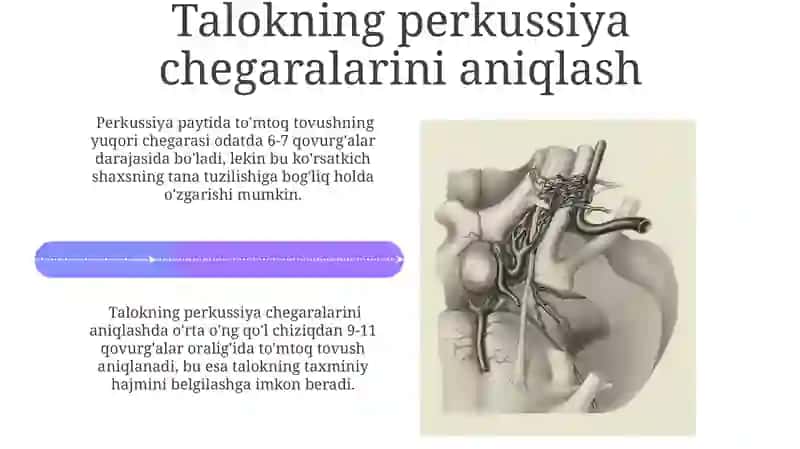 Taloq palpatsiyasi va perkussiyasi 4