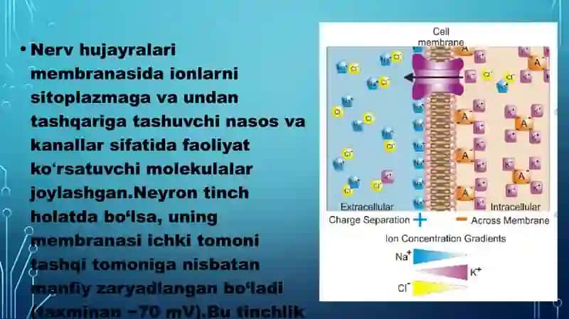 Neyronlarda nerv impluslarini hosil bo’lish mexanizmlari va nerv tolalari bo’ylab qo’zg’alishning o’tish mexanizmi 4