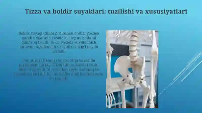Chanoq kamari va oyoq erkin qismi suyaklari, tuzulishi va yoshga doir hususiyatlari 4