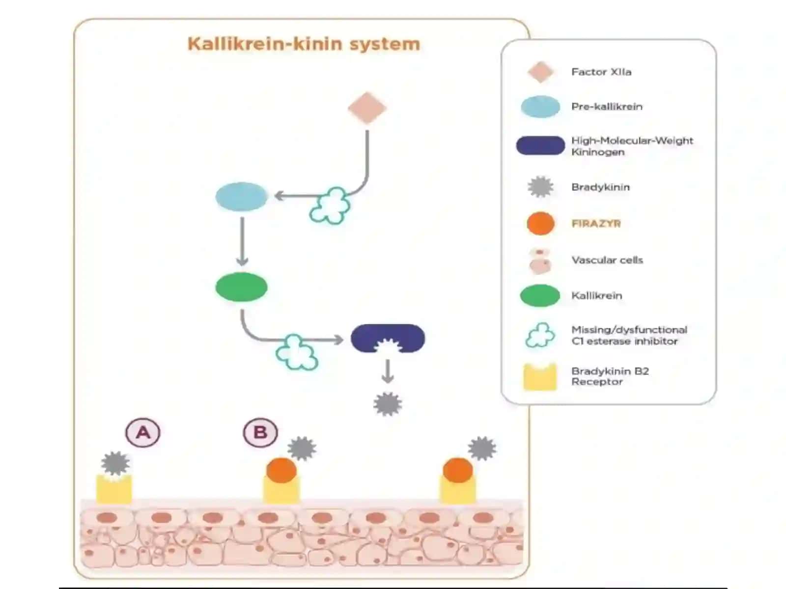 Kallikrein-kinin tizimi, klinik ahamiyati 4