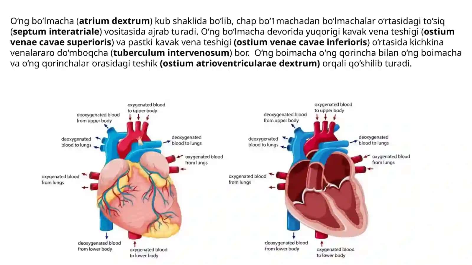 Yurak – qon tomir sistemasi. Yurak tuzilishi, yurakning oʻtkazuv sistemasi.Yurakning qon bilan ta'minlanishi. Qon aylanish doiralari 4