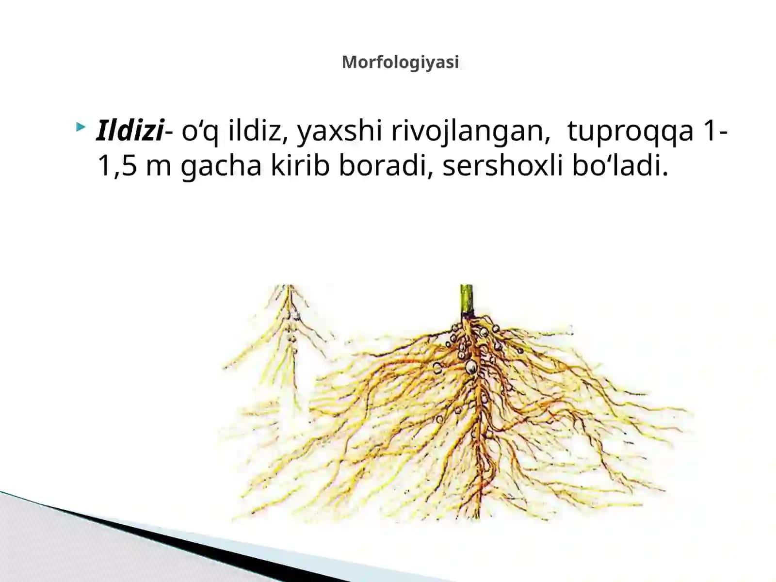 No‘xat turlari 4