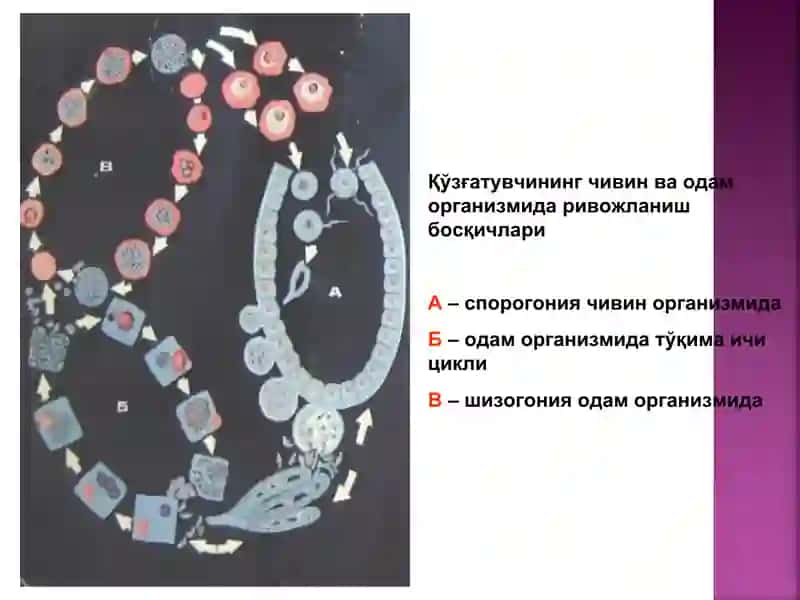 Безгак 4