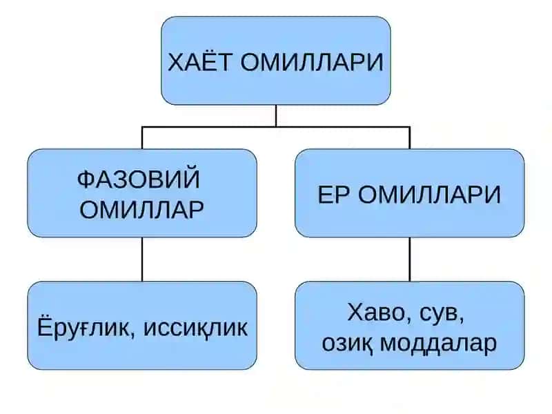ЎСИМЛИКЛАРНИНГ ХАЁТ ОМИЛЛАРИ 4
